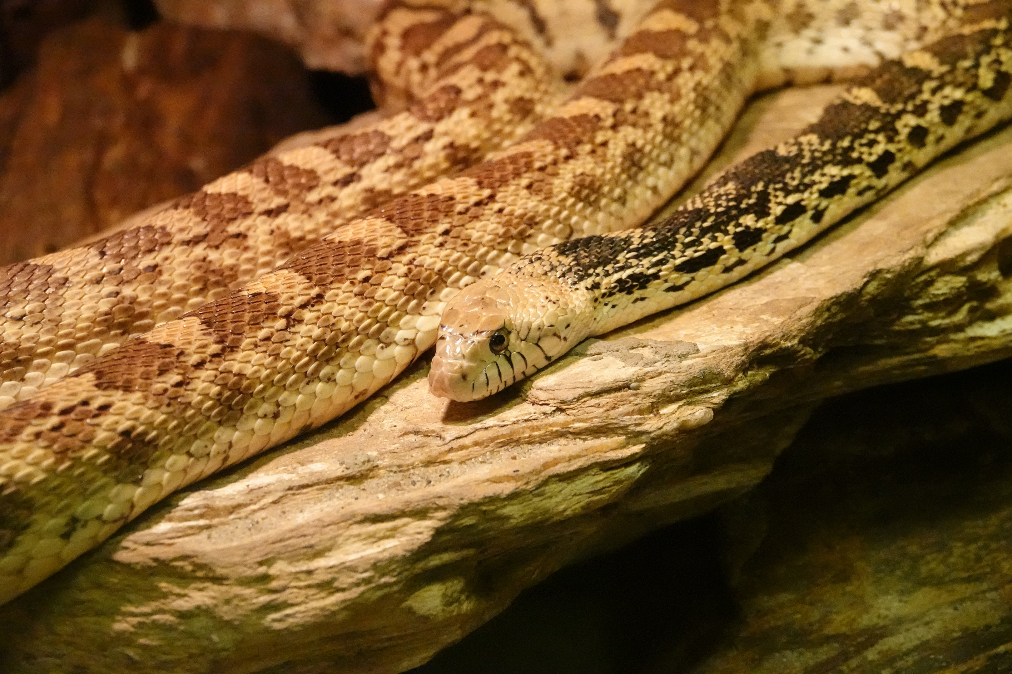 Plain bullsnake