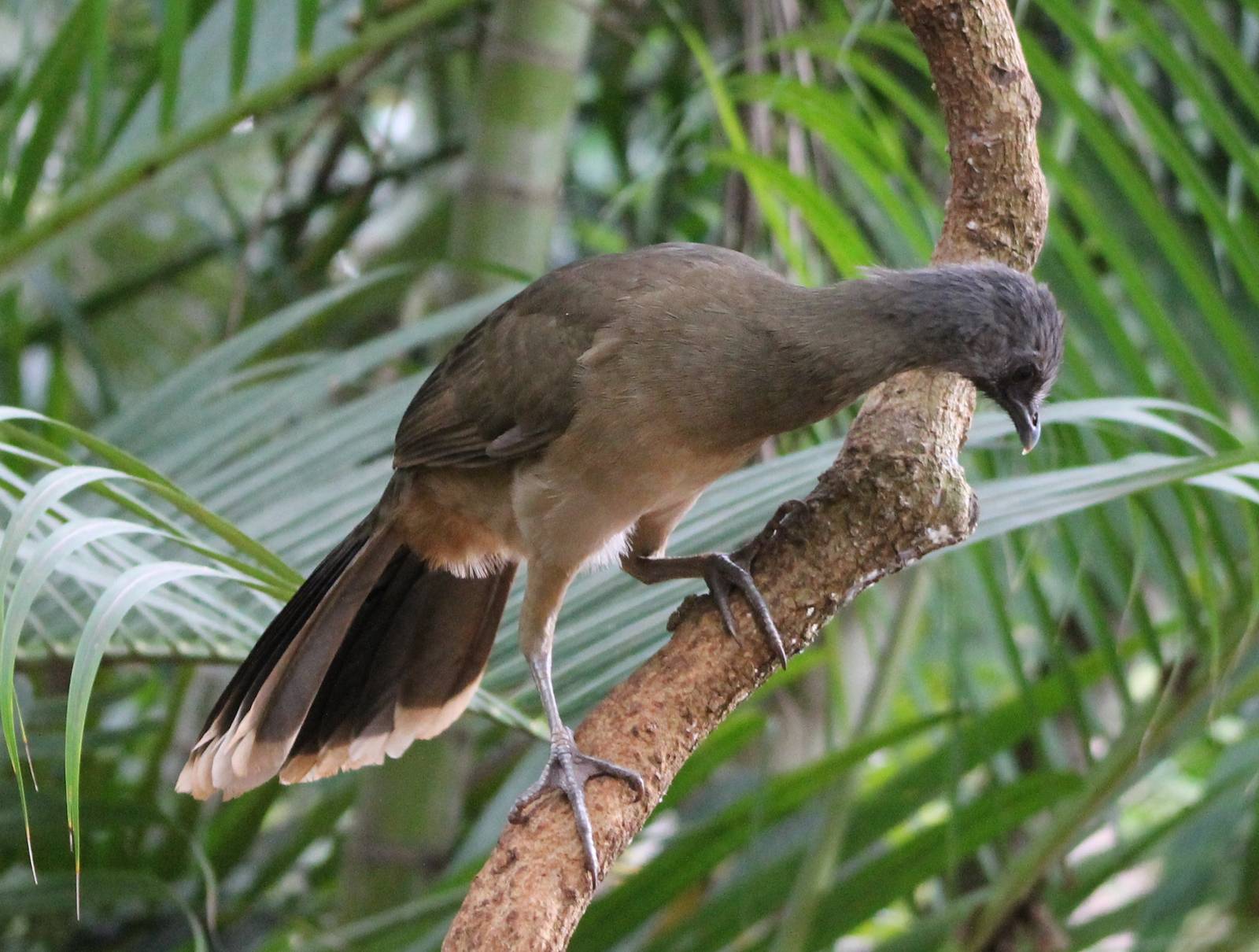 Plain chacalaca
