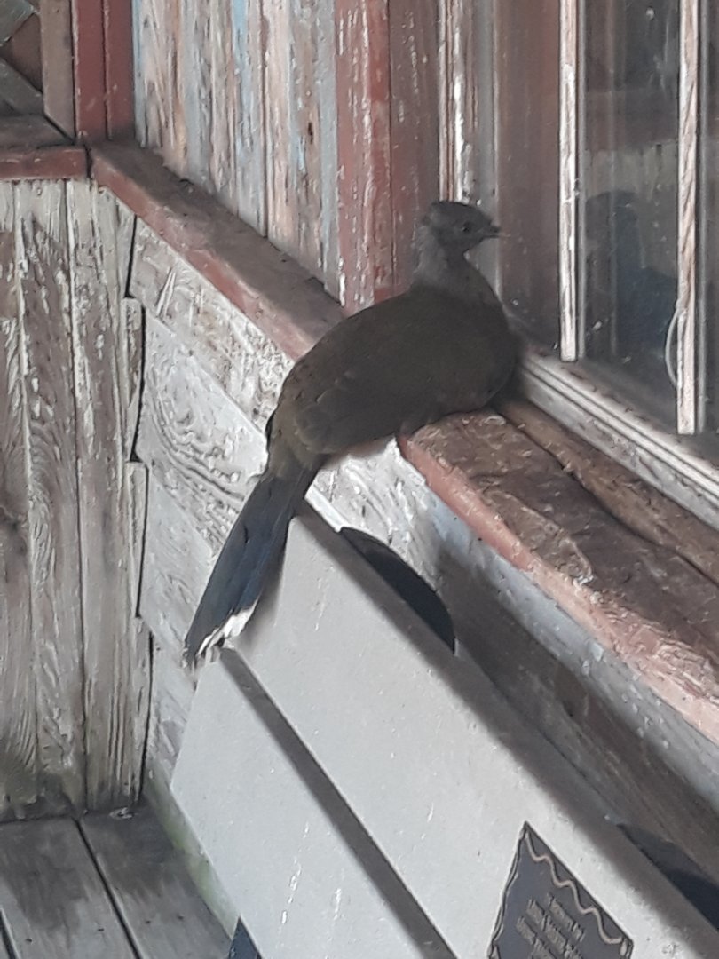 Plain chachalaca looks inside