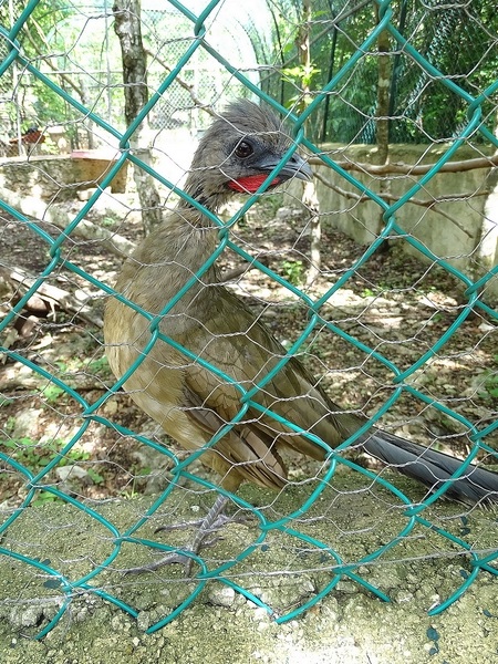 Plain chachalaca (Ortalis vetula)