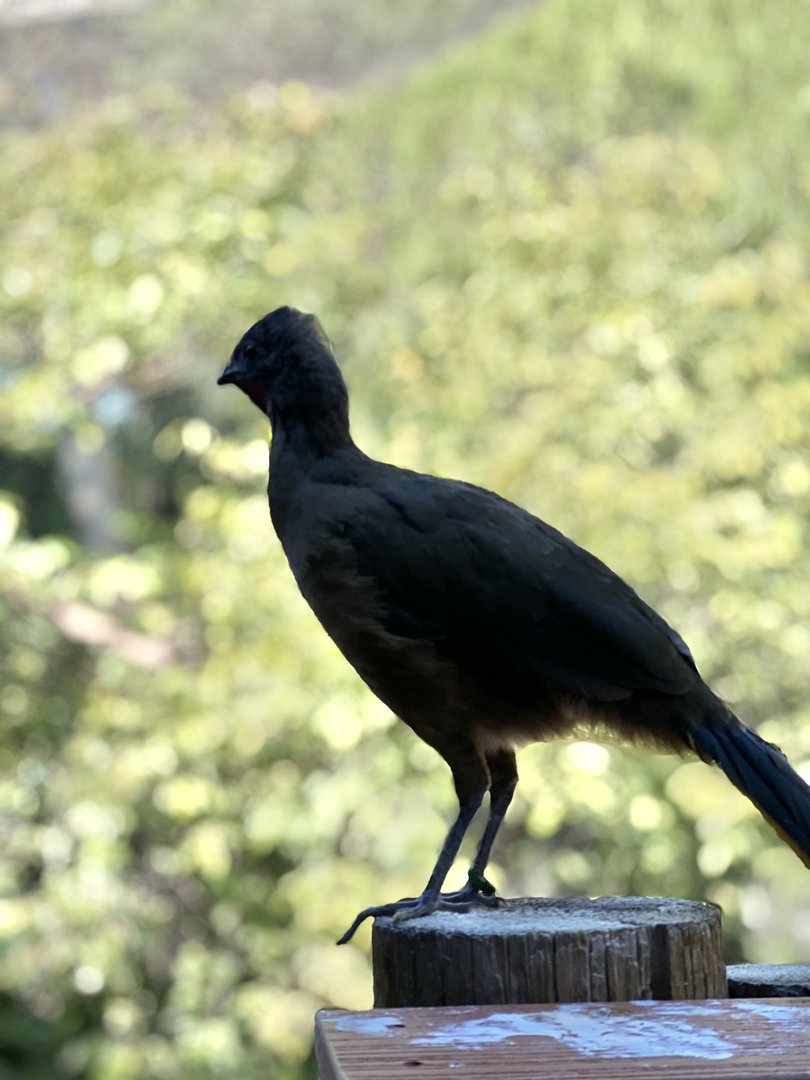 Plain Chachalaca (Ortalis vetula)