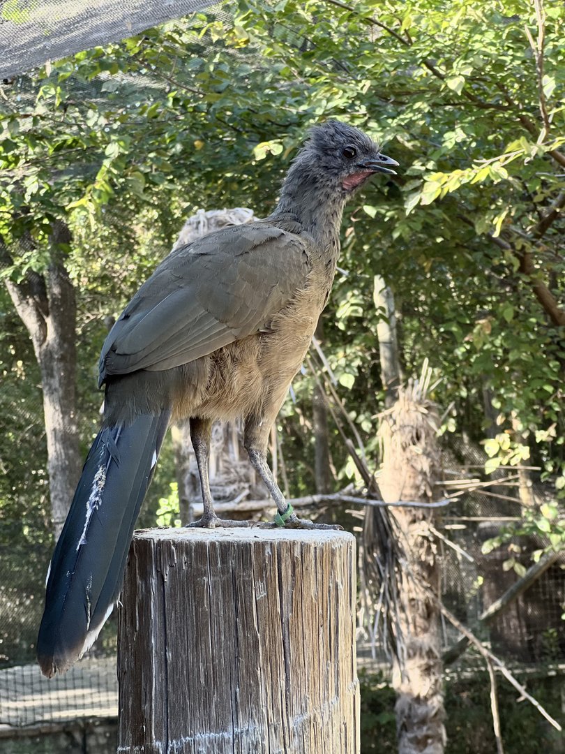 Plain Chachalaca (Ortalis vetula)