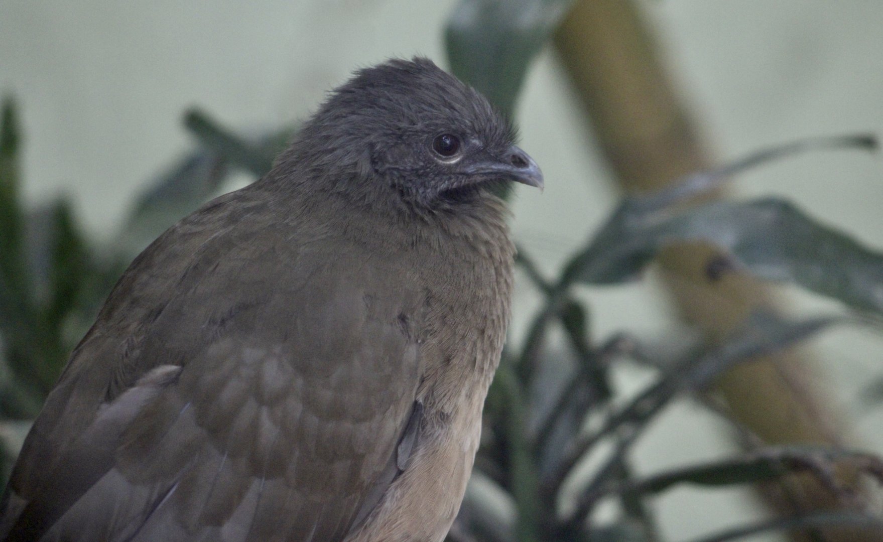 Plain Chachalaca (Ortalis vetula)