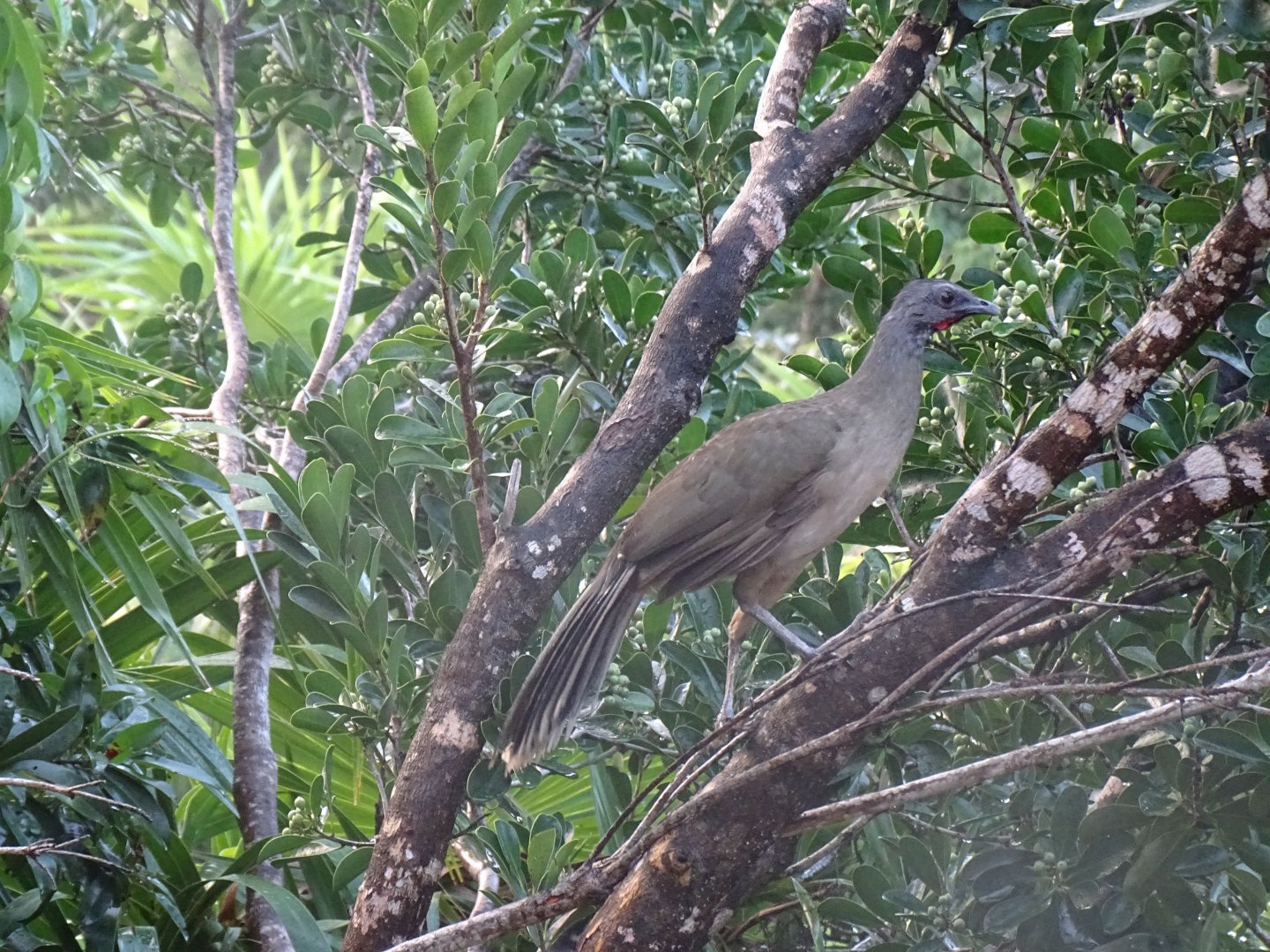 Plain chachalaca (Ortalis vetula)