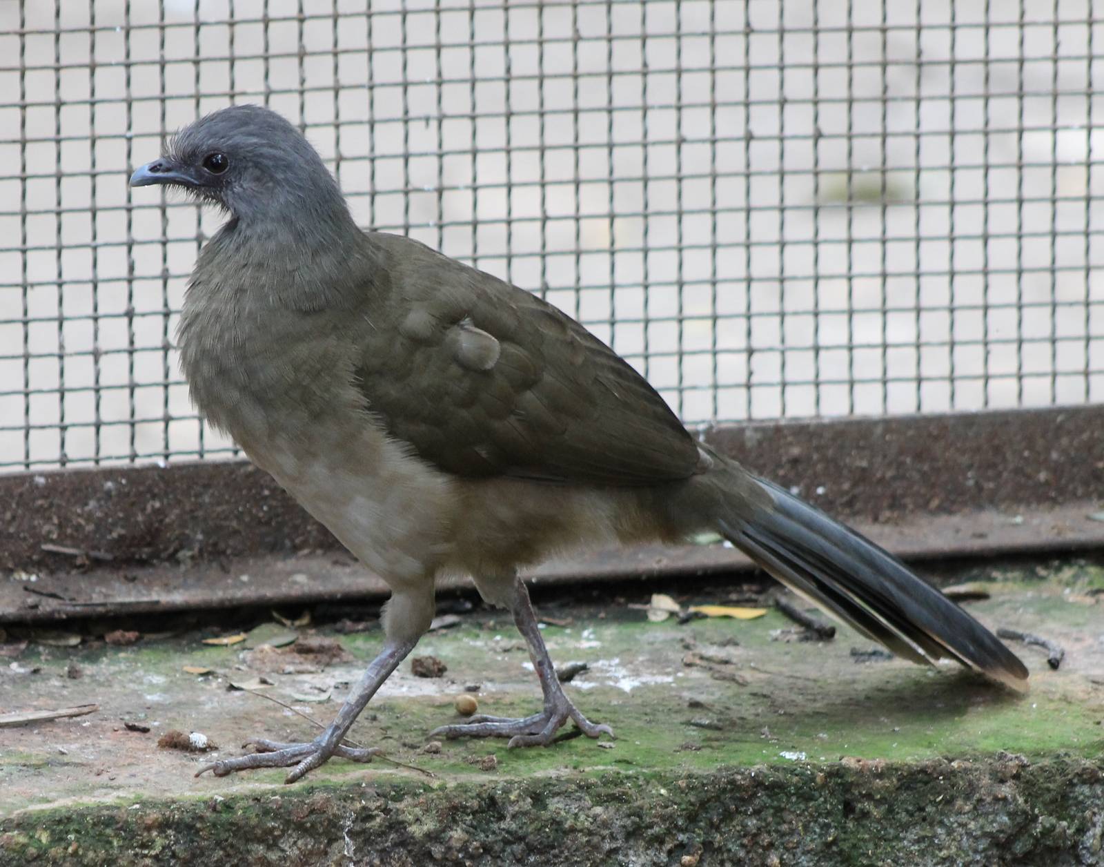 Plain chachalaca