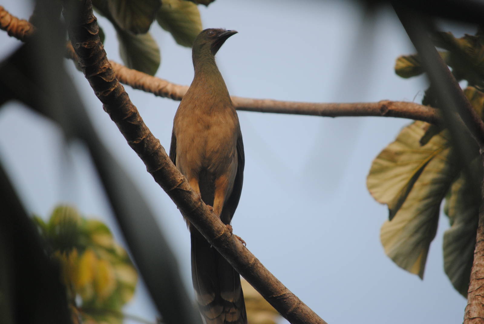 Plain Chachalaca