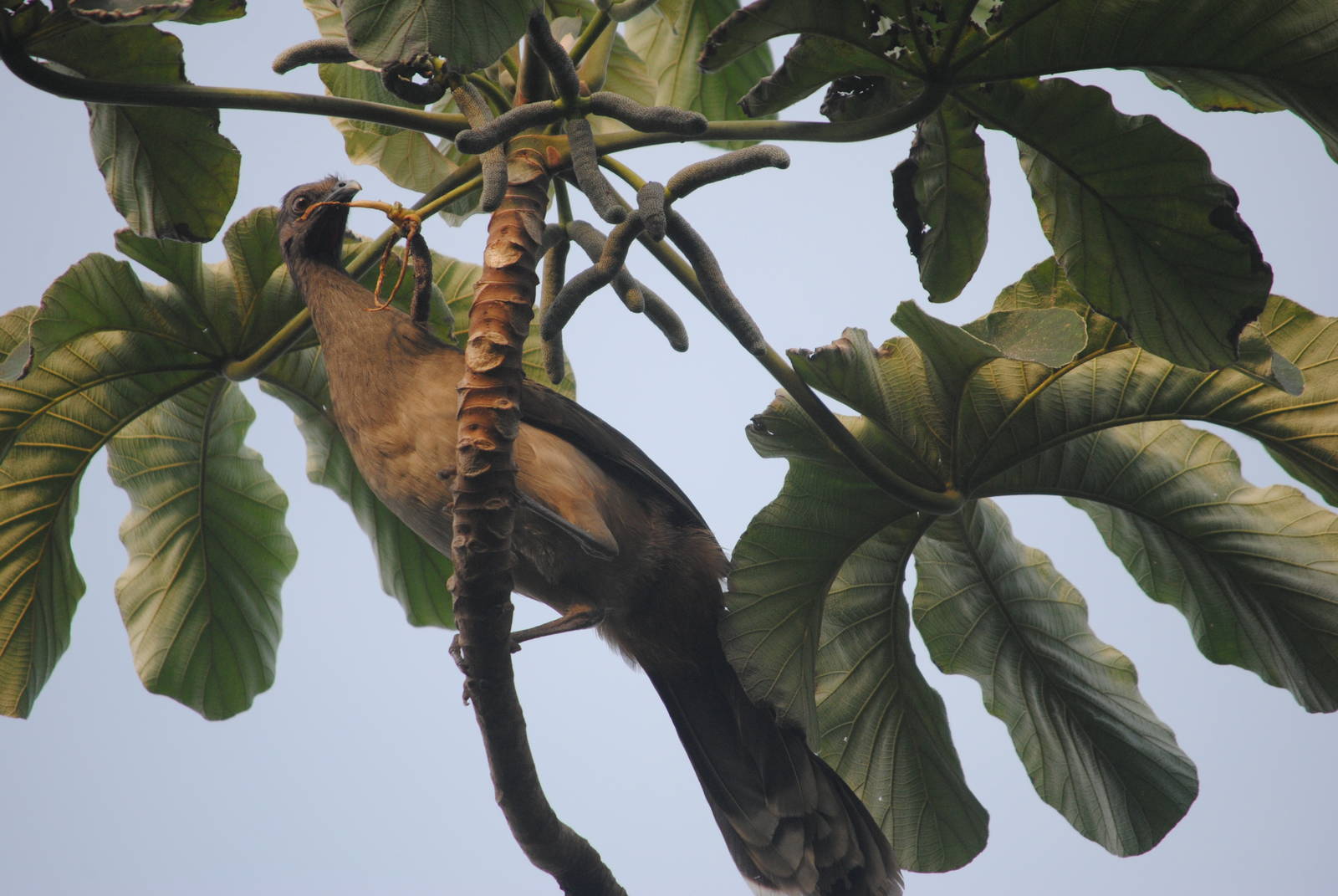 Plain Chachalaca