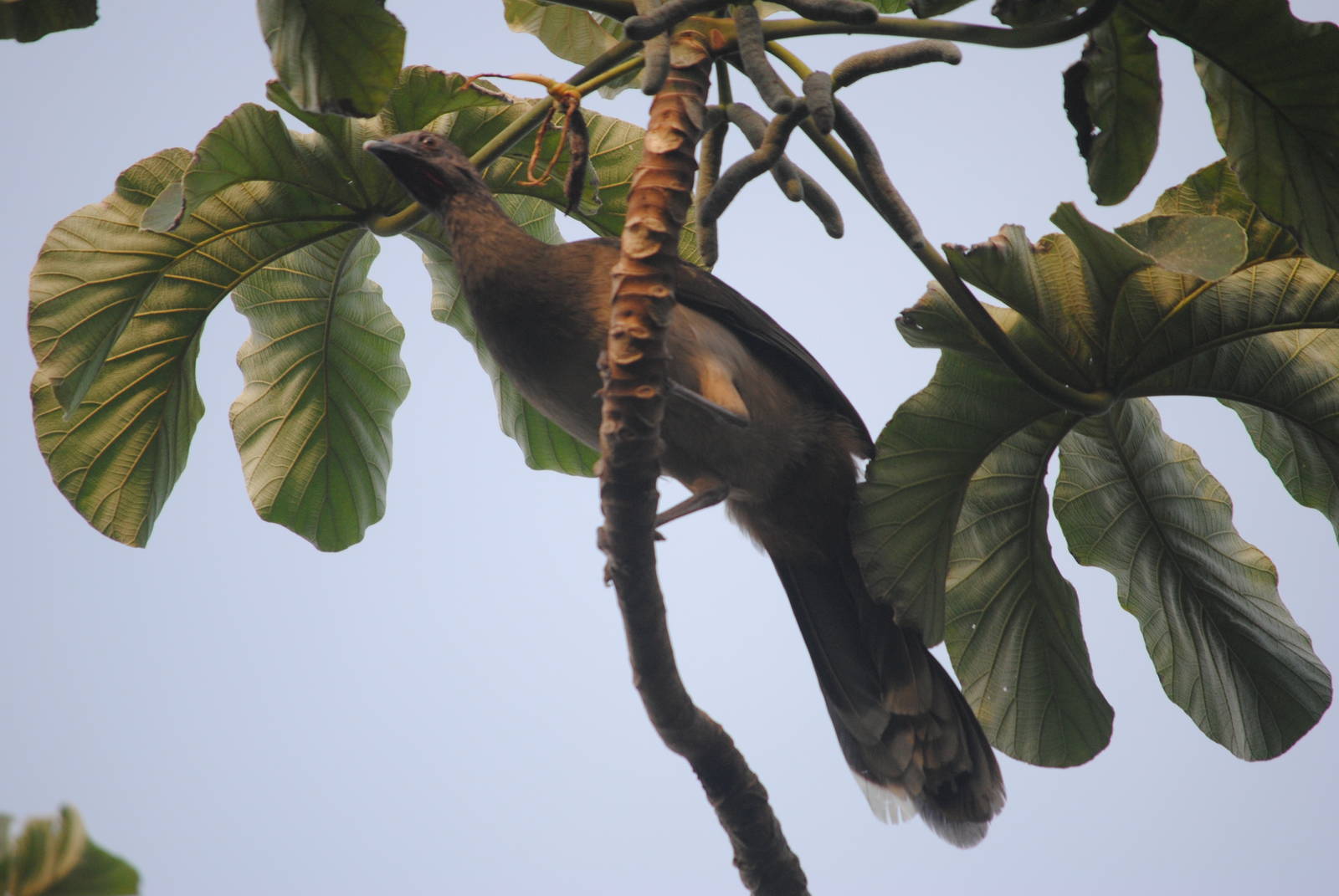 Plain Chachalaca