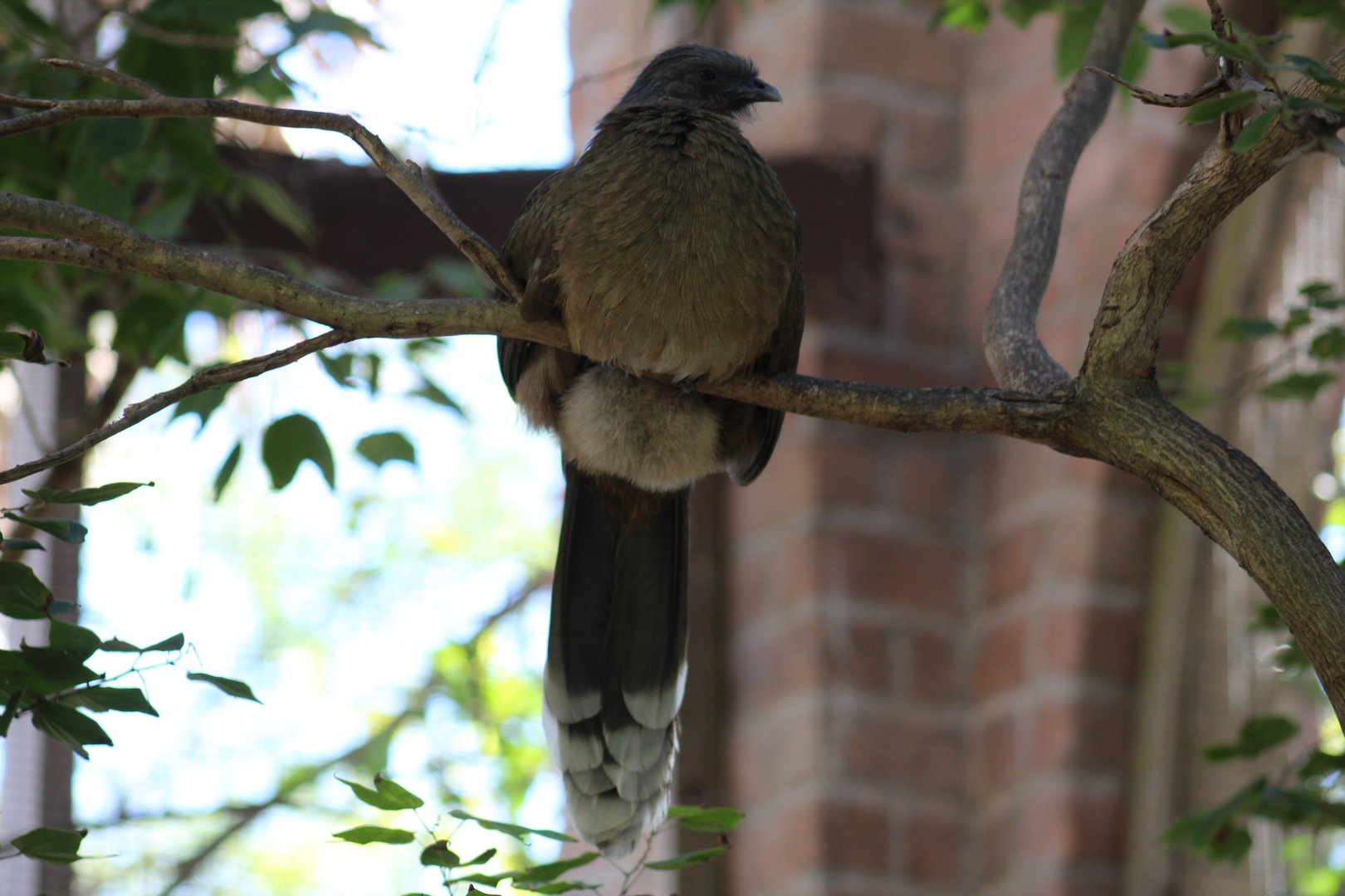 Plain Chachalaca??