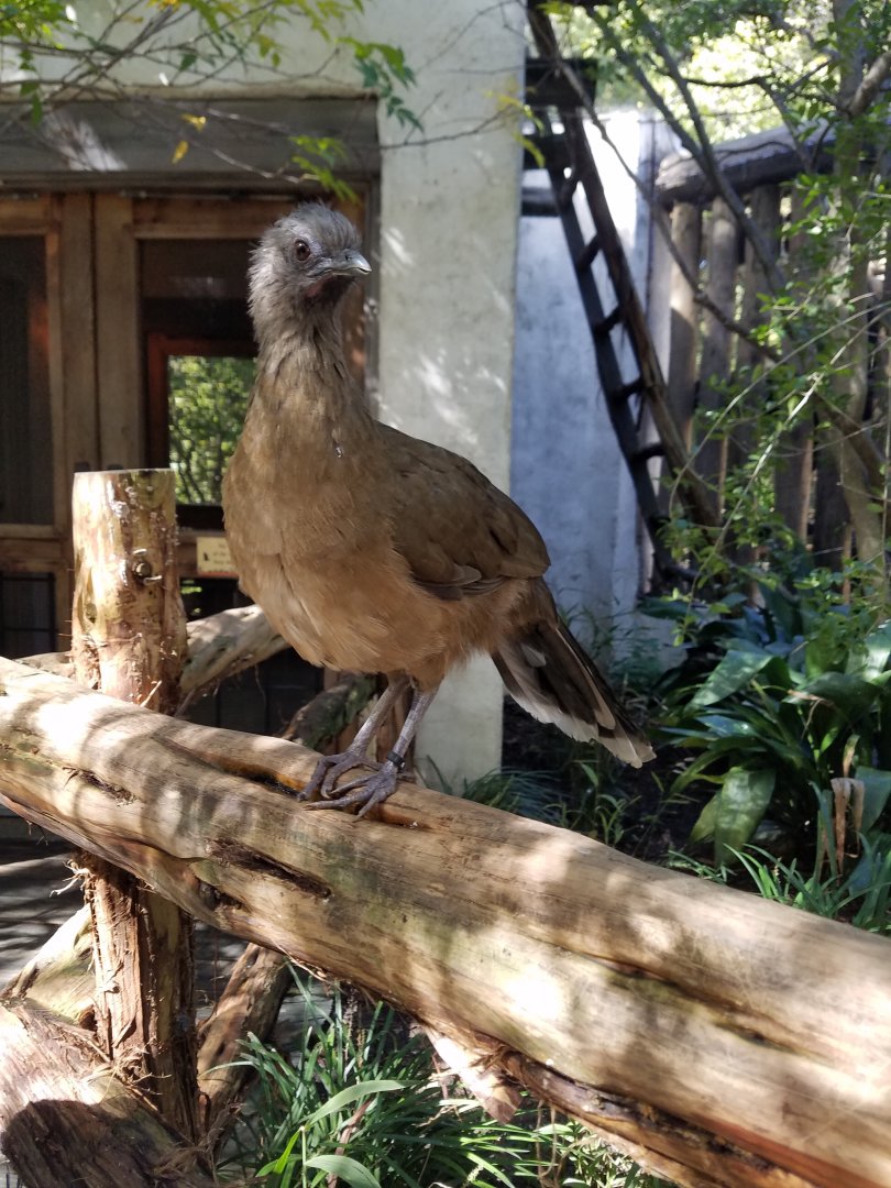 Plain Chachalaca