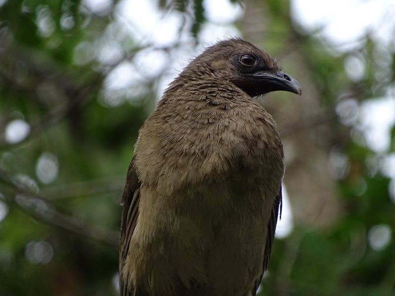 Plain chachalaca