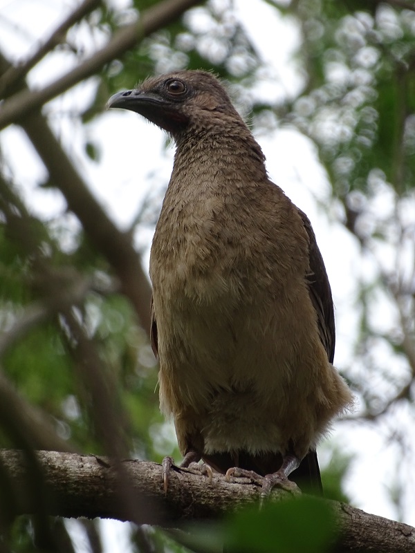 Plain chachalaca