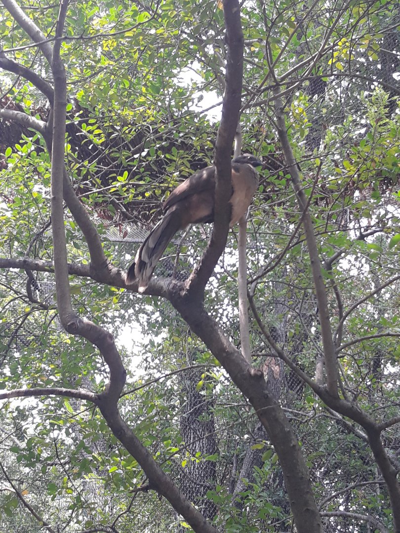 Plain chachalaca
