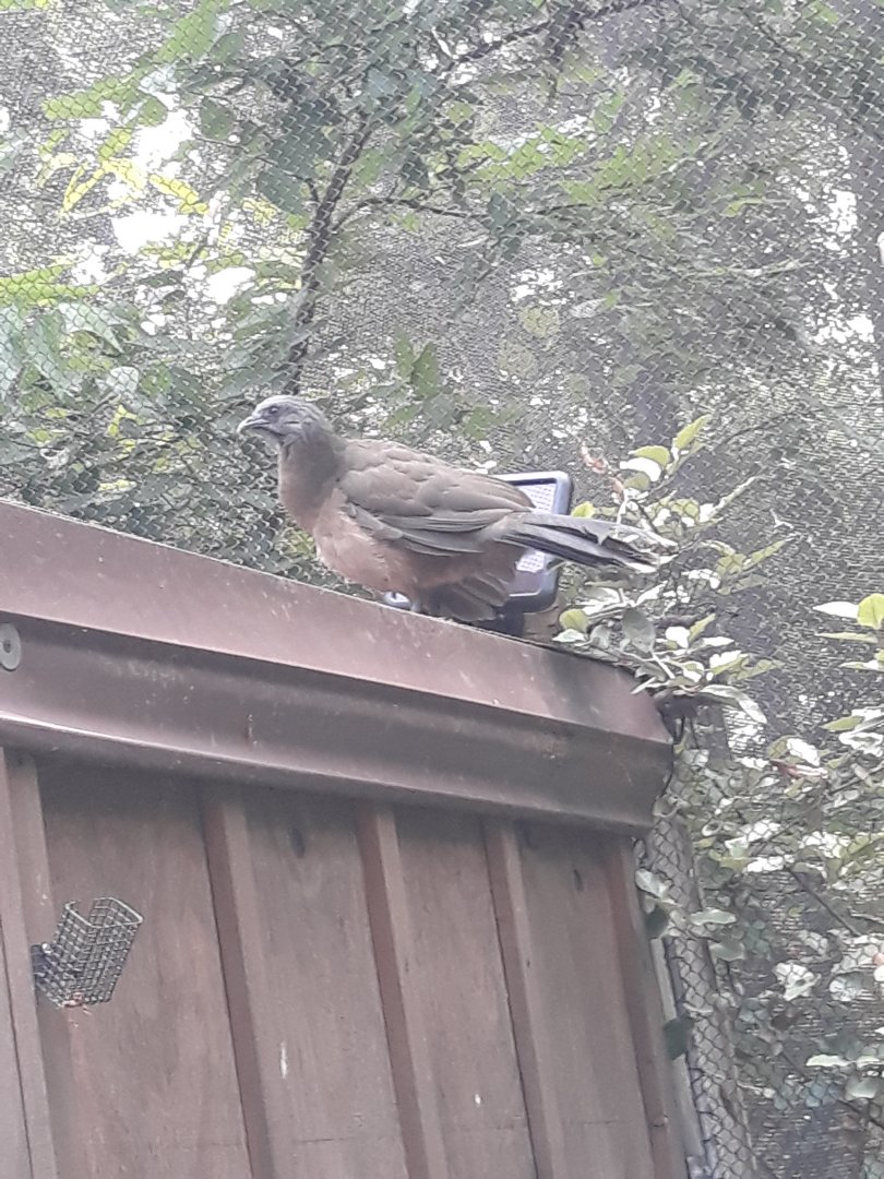 Plain chachalaca
