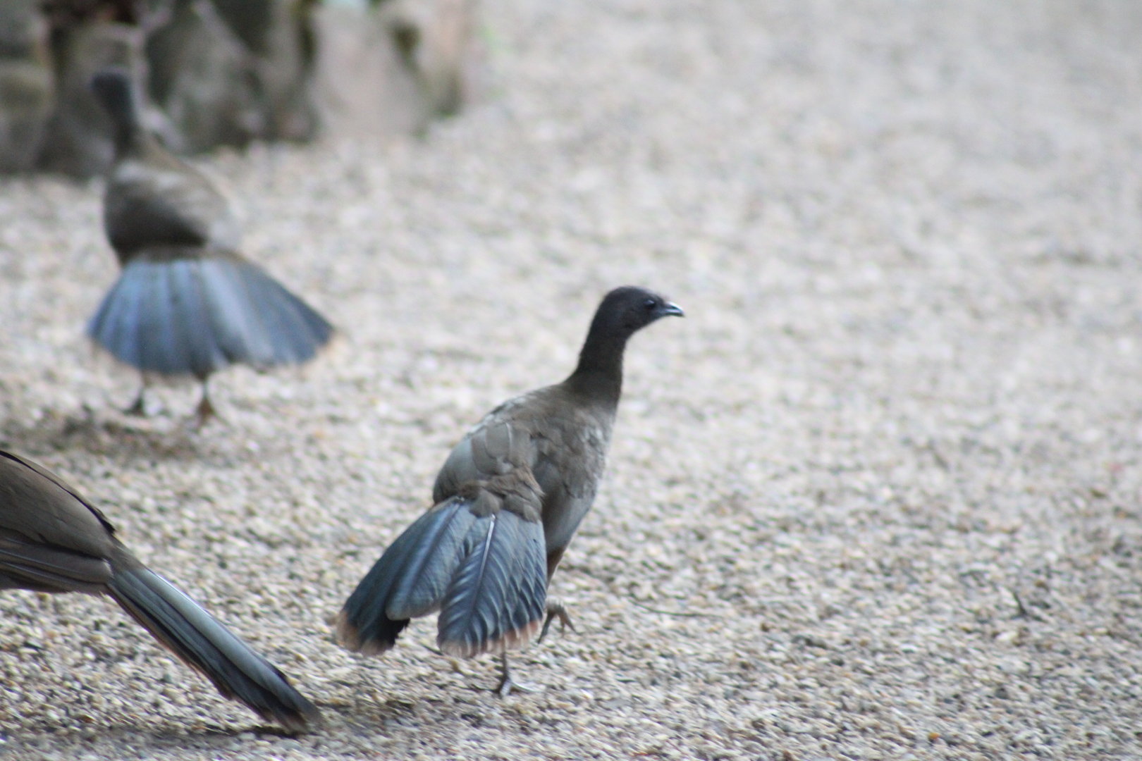 Plain Chachalaca
