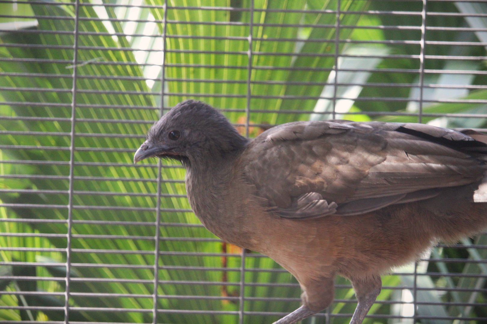Plain Chachalaca