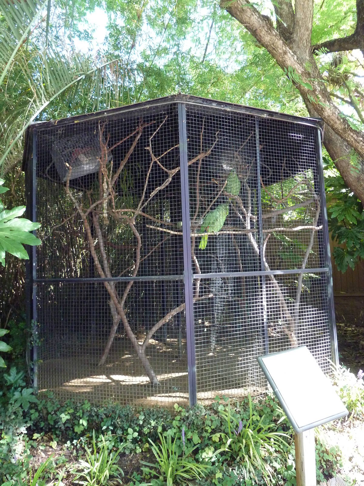 Plain-Colored Amazon Parrot Exhibit