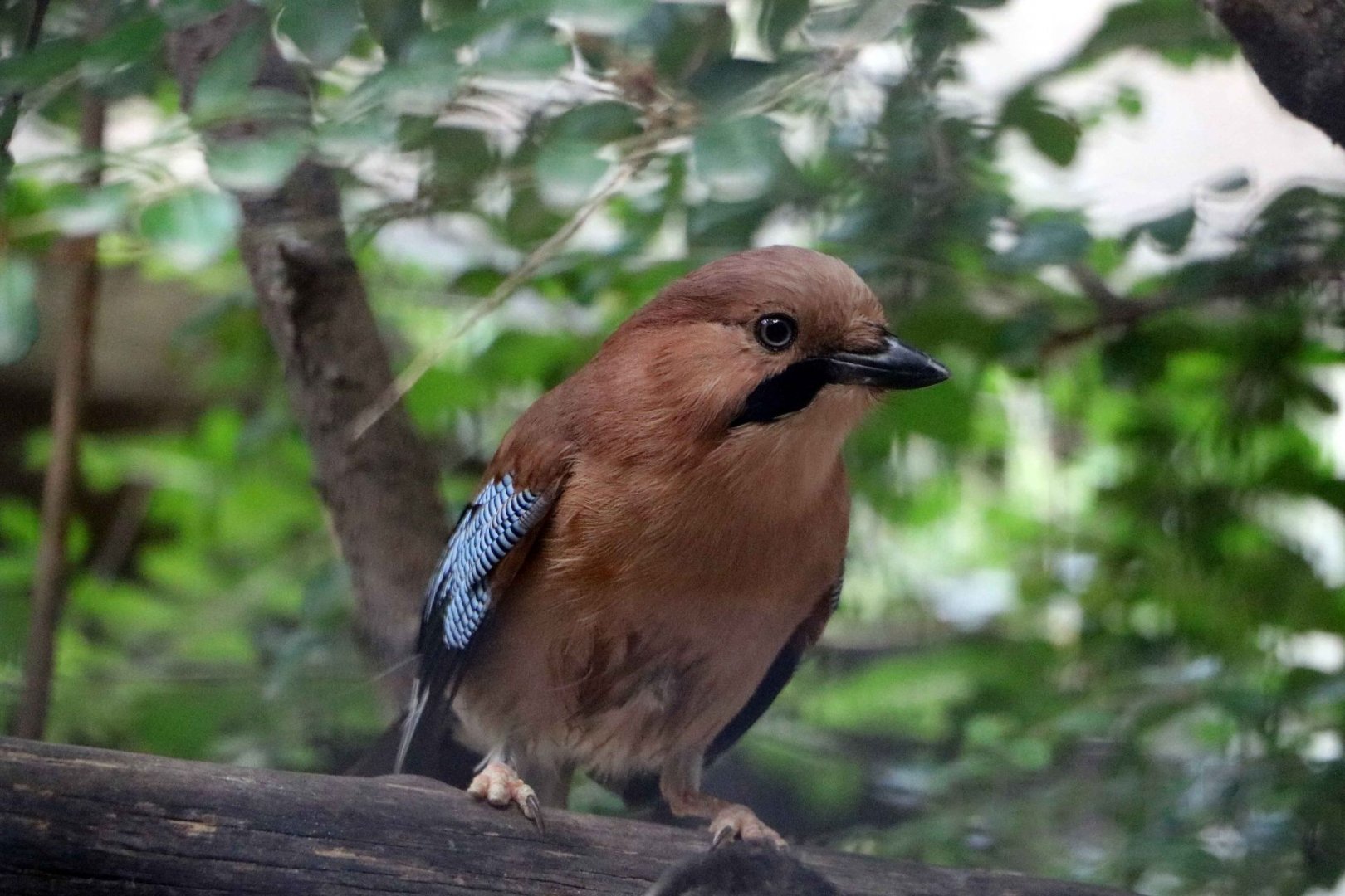 Plain-crowned jay, July 2016