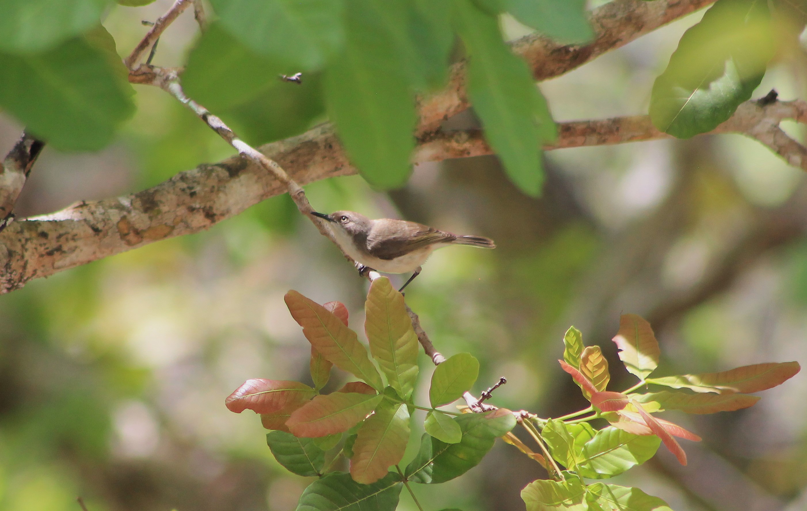 Plain Gerygone (Gerygone inornata)