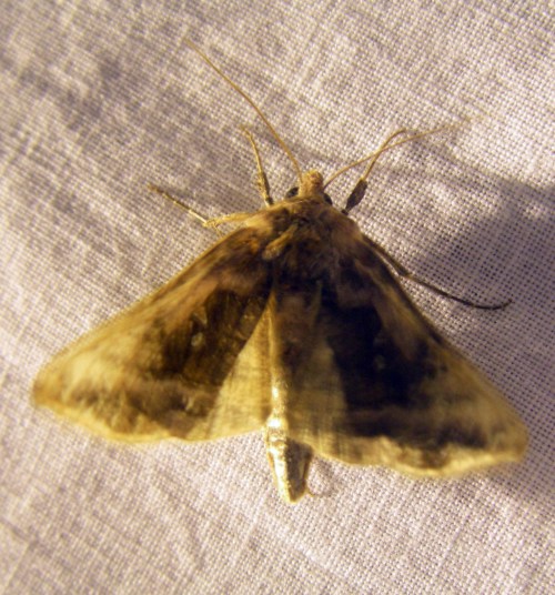 Plain Golden Y (Autographa jota)