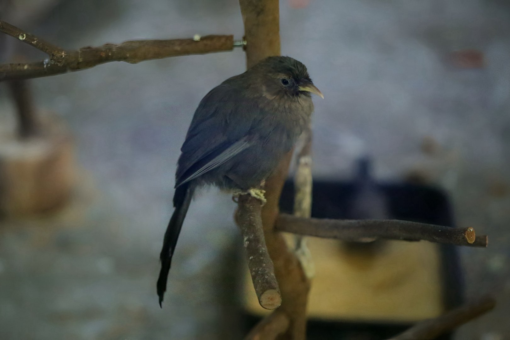Plain Laughingthrush (Pterorhinus davidi)