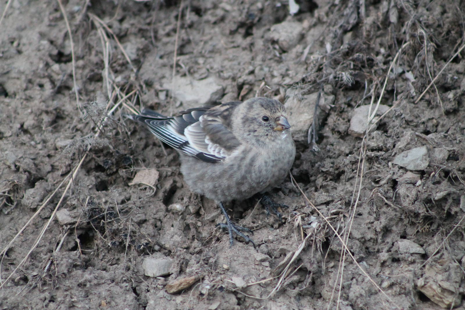 plain mountain finch (Leucosticte nemoricola)