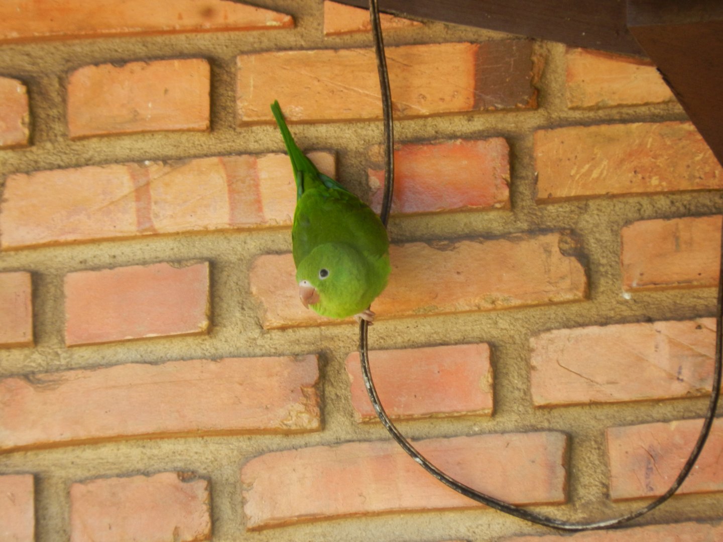 Plain parakeet - Belo Horizonte, MG Brazil