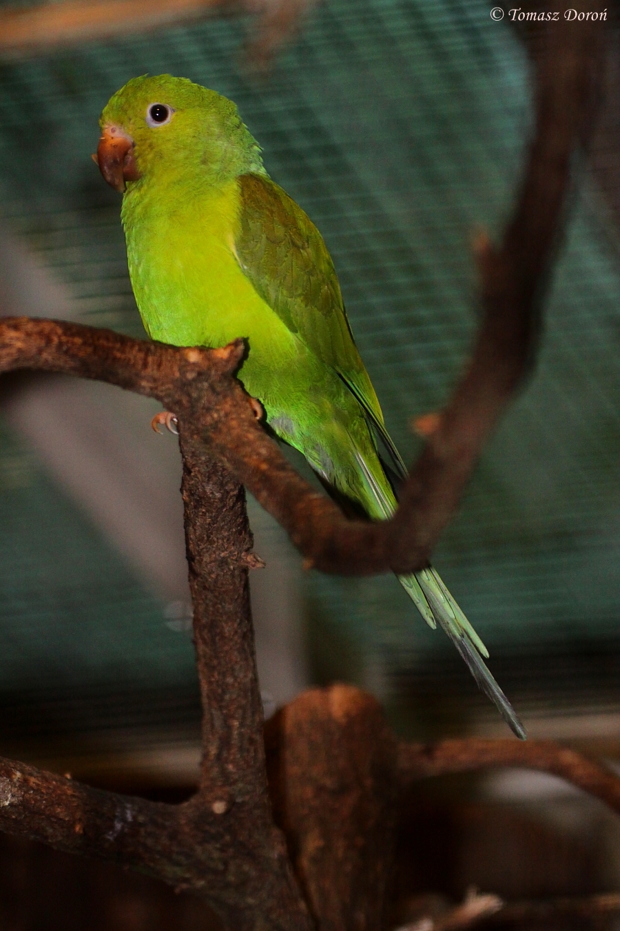 Plain Parakeet (Brotogeris tirica) October 2009