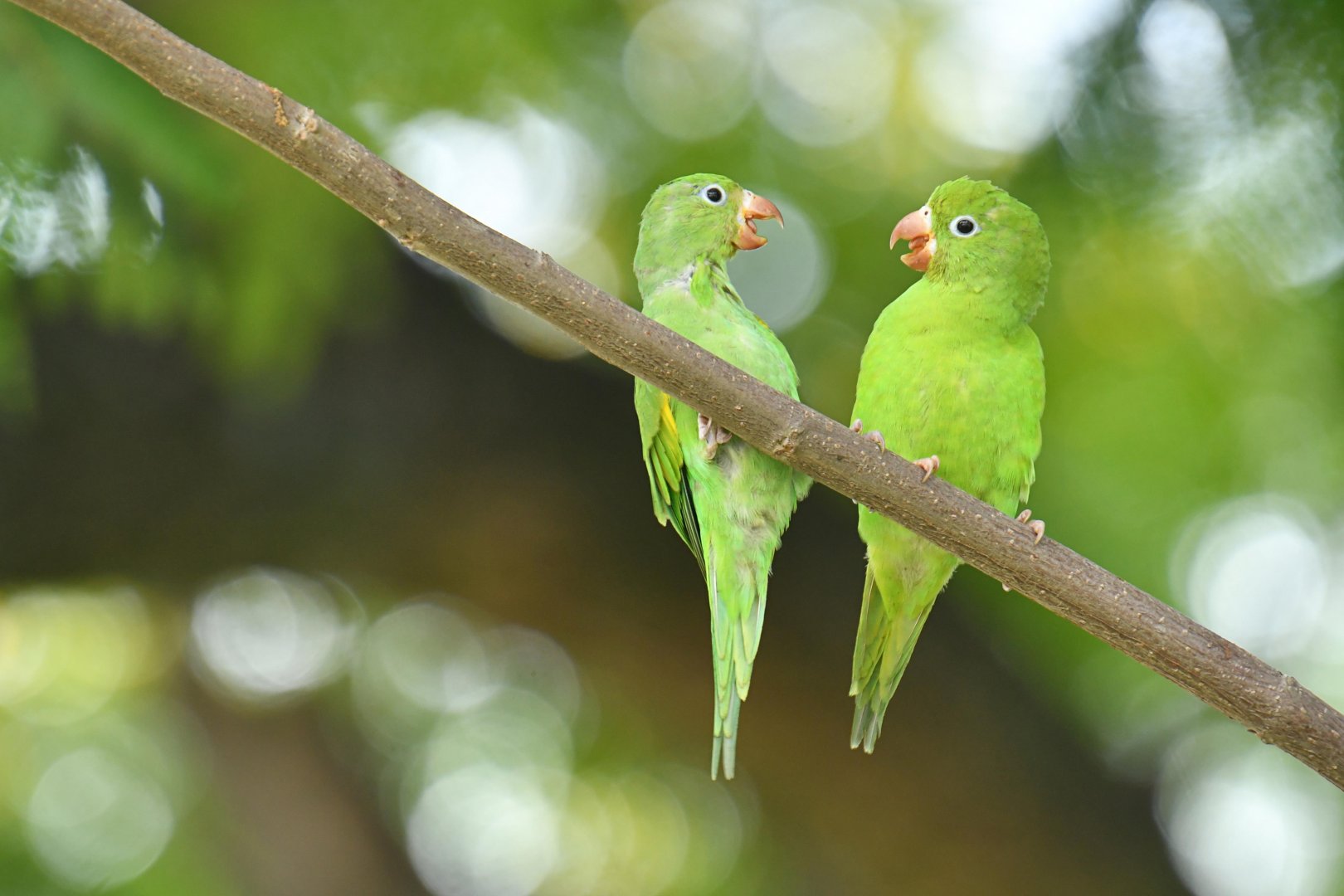 Plain Parakeet (Brotogeris tirica)