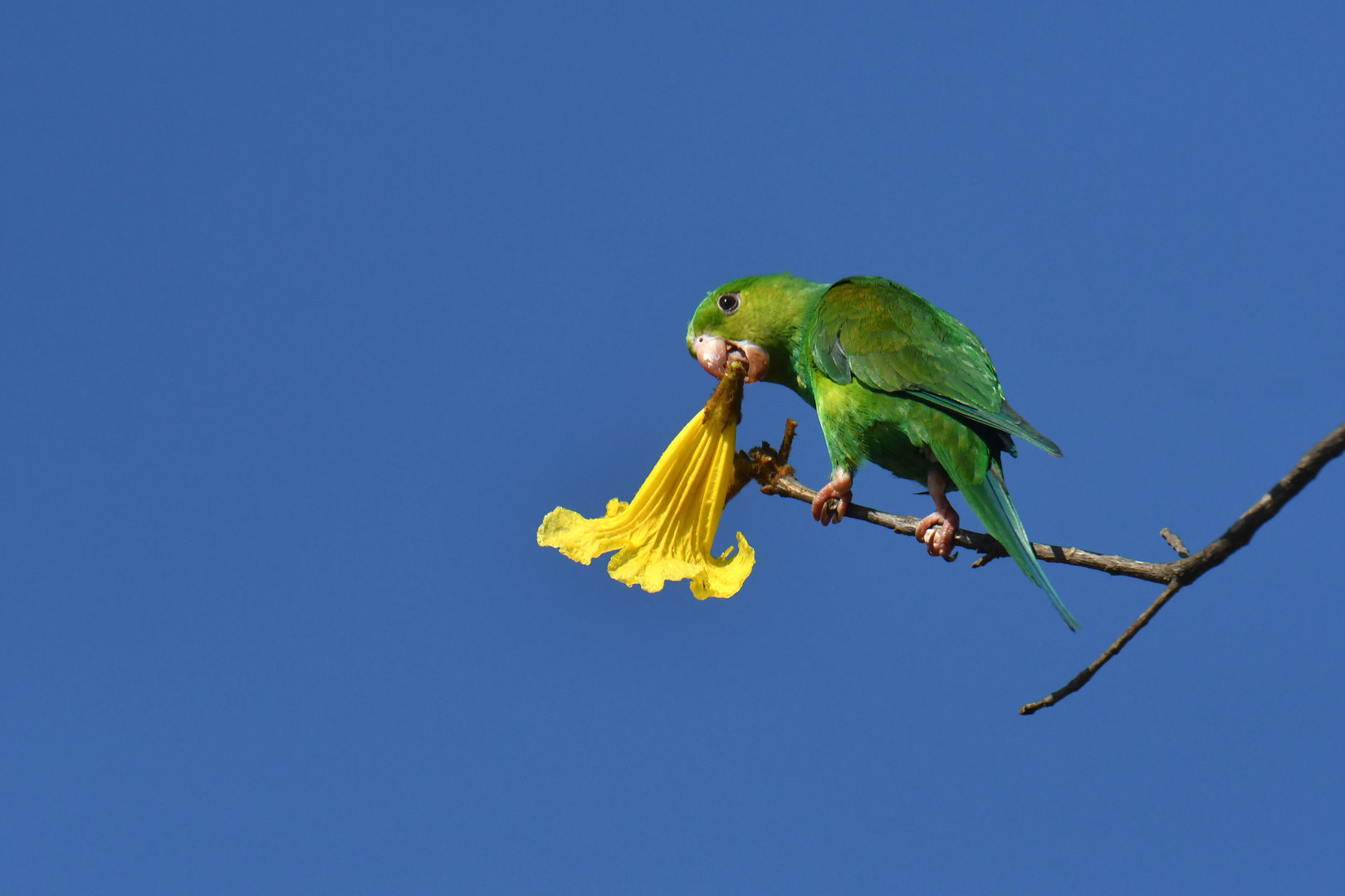 Plain Parakeet Brotogeris tirica