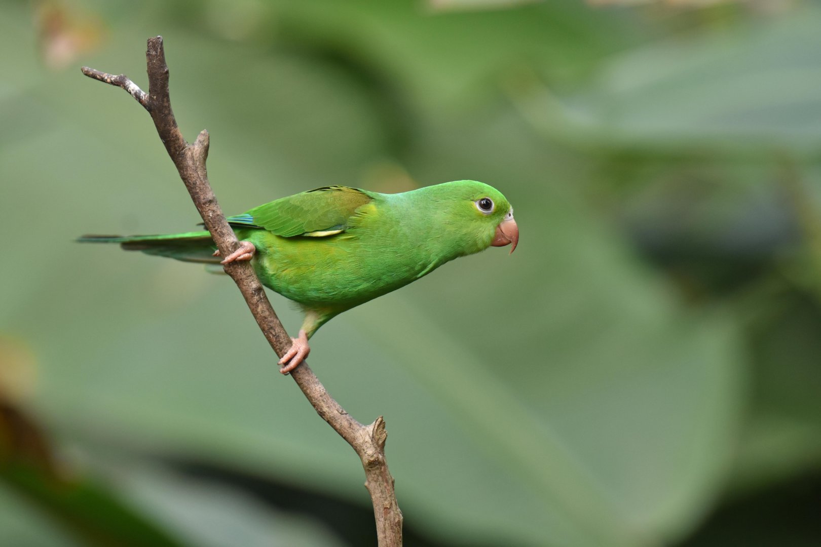 Plain Parakeets (Brotogeris tirica)