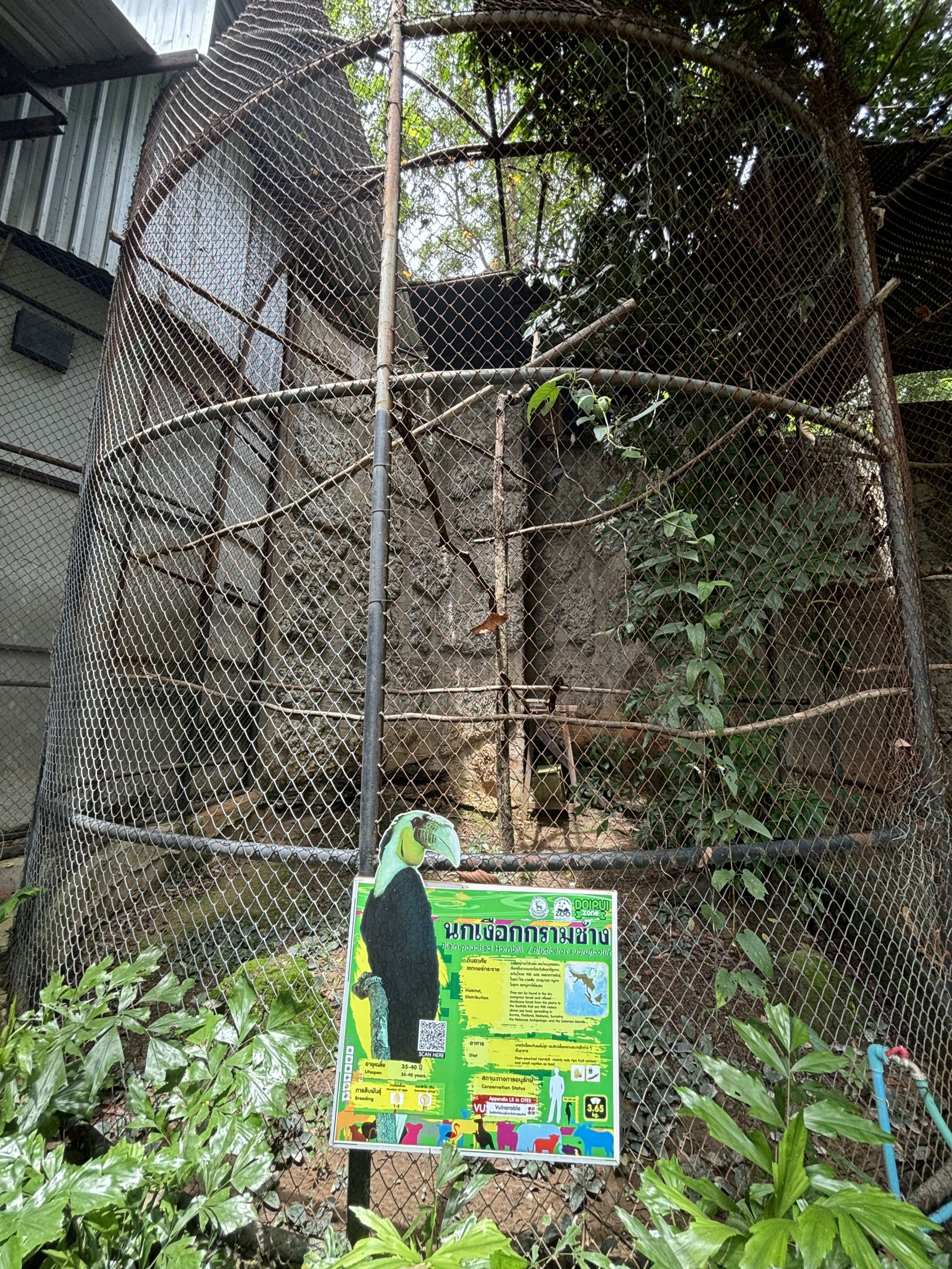 Plain-pouched Hornbill Aviary