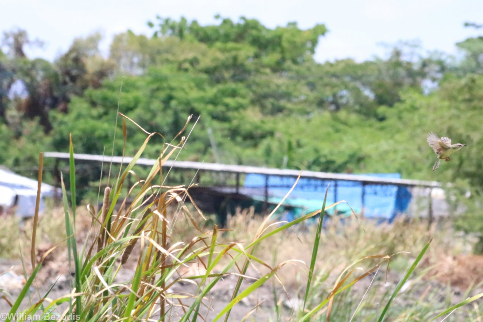 Plain Prinia - Muang Boran Fishponds