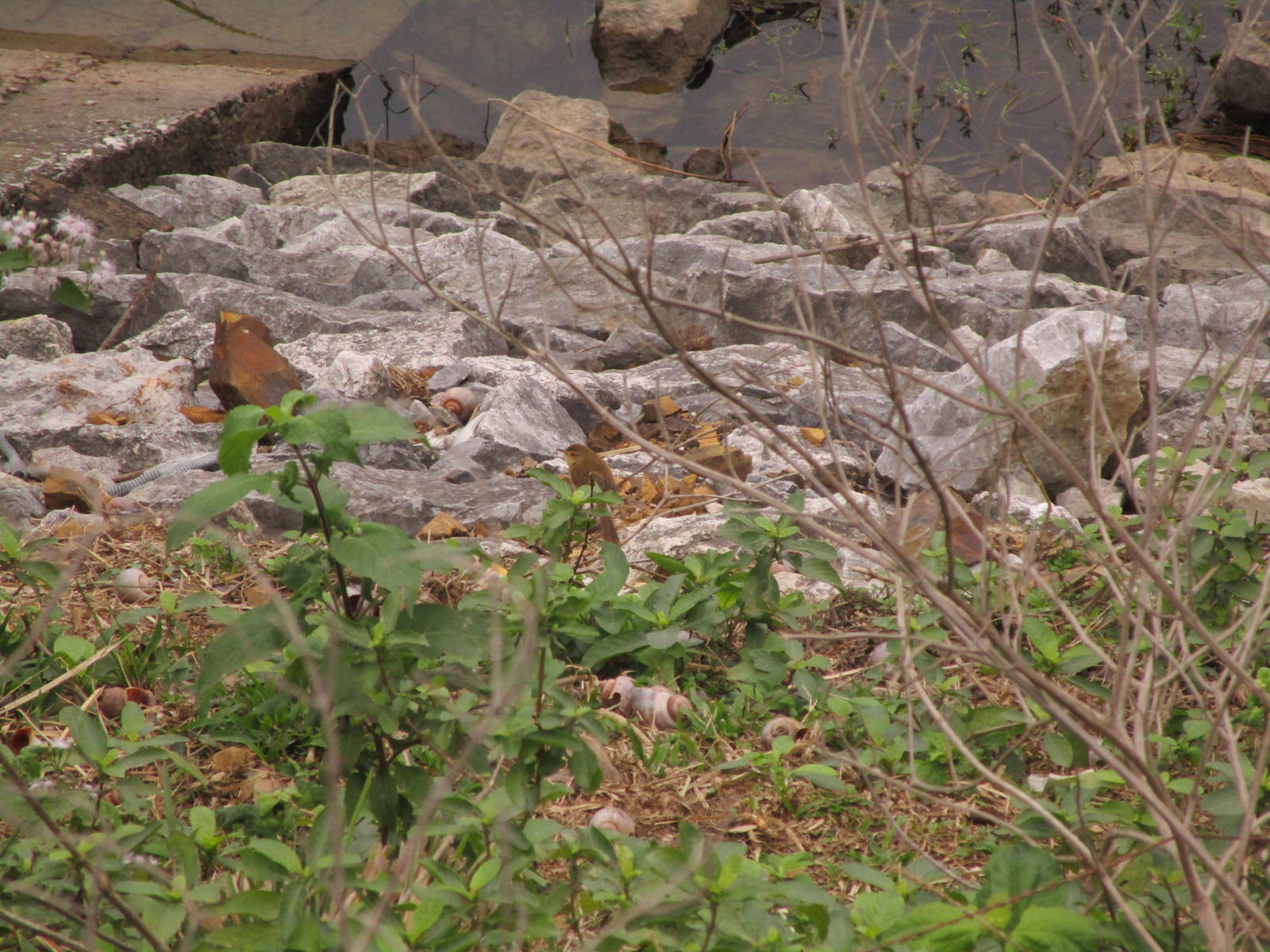 Plain Prinia - Van Long