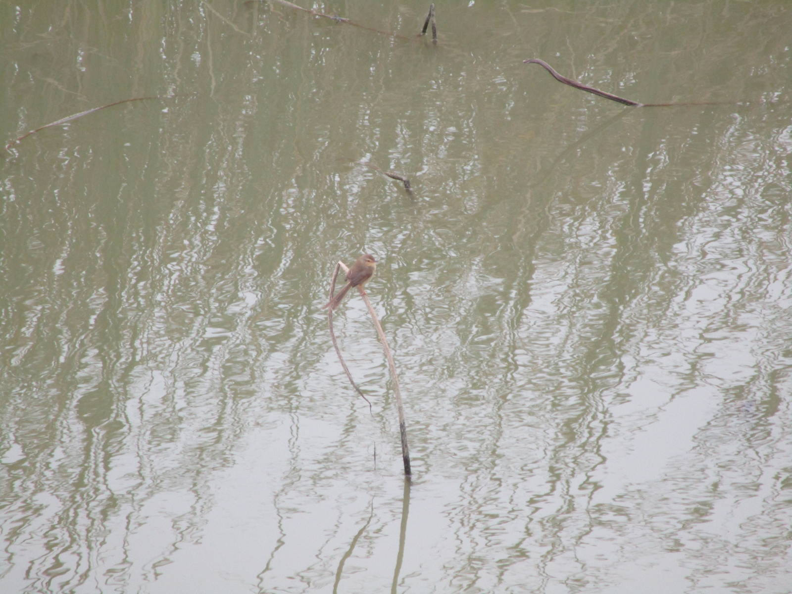 Plain Prinia - Van Long