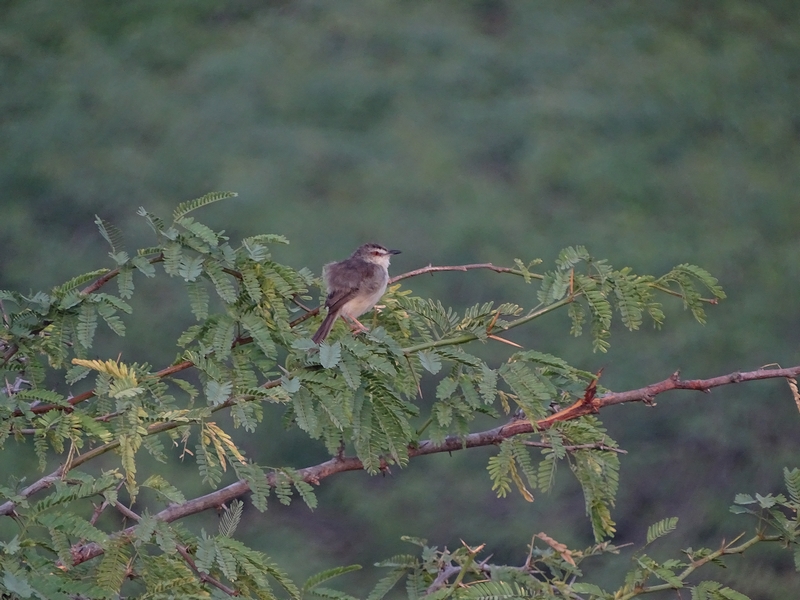Plain prinia