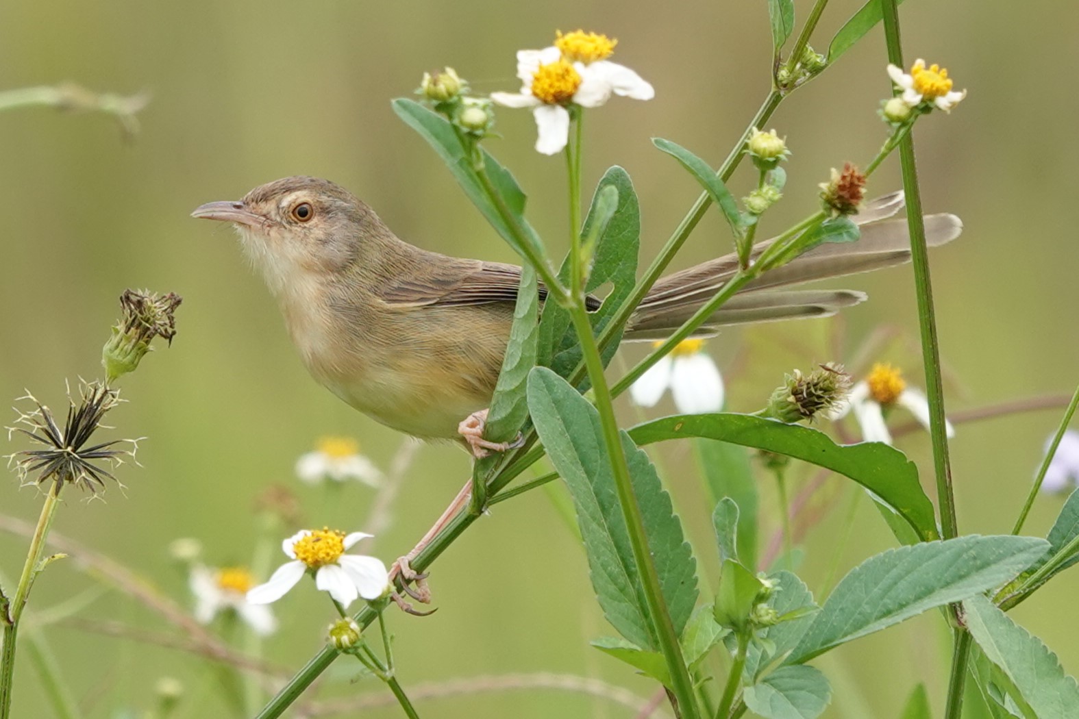 Plain Prinia