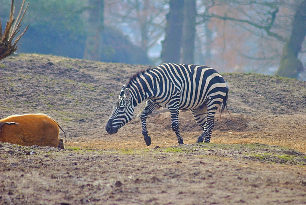 Plain?s zebra chasing red river hog