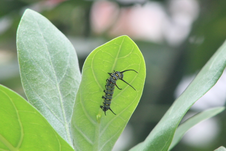 Plain tiger caterpillar (Danaus chrysippus chrysippus) - Aviary Park
