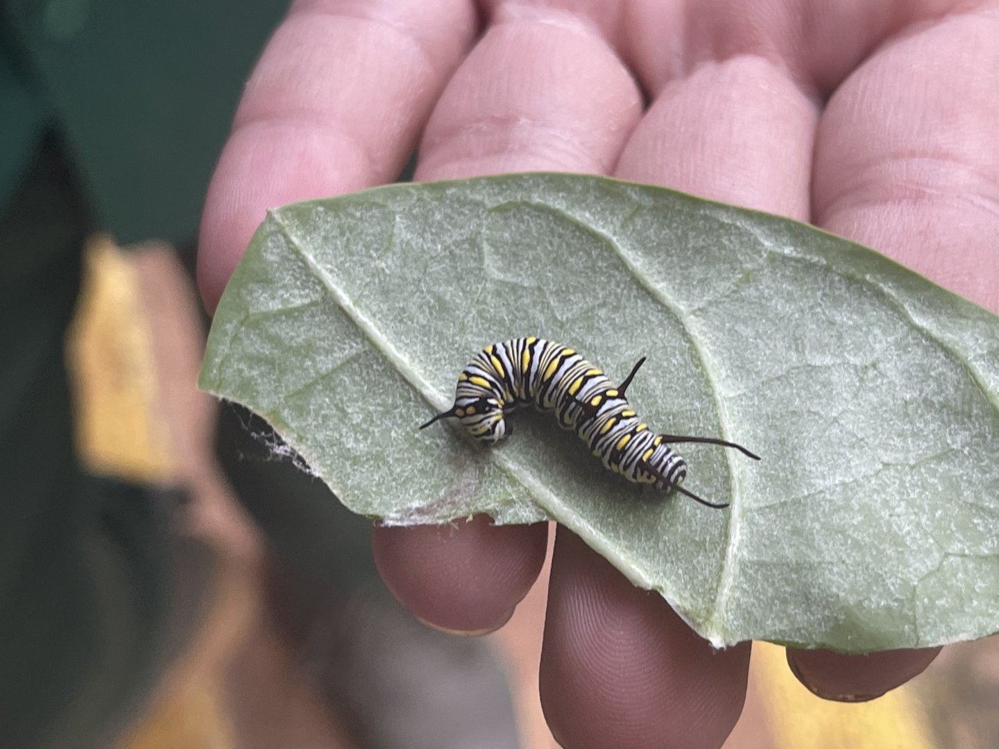 plain tiger (caterpillar form) (danaus chrysippus) - aviary park