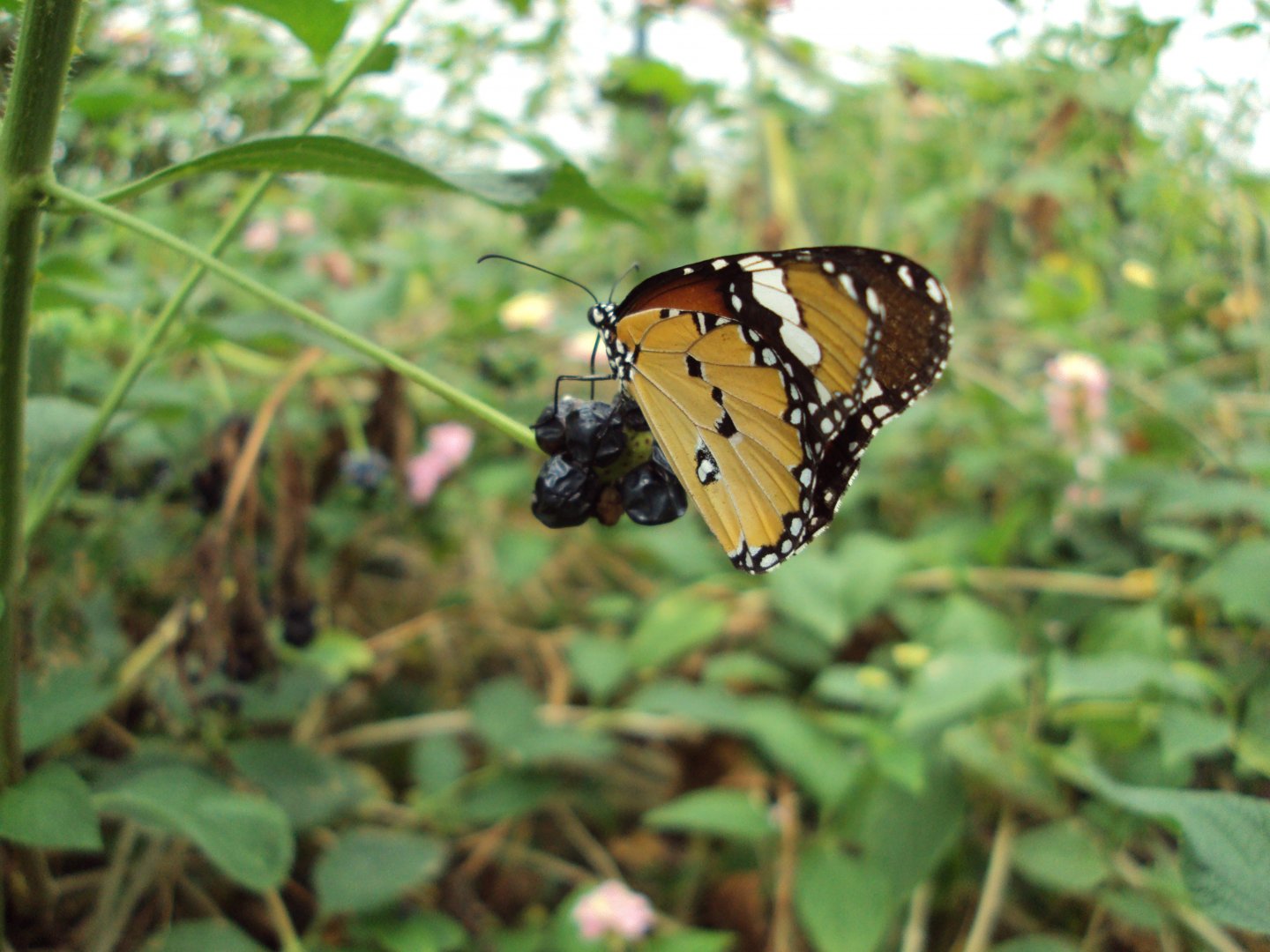 Plain Tiger (Danaus chrysippus) 28/05/2019