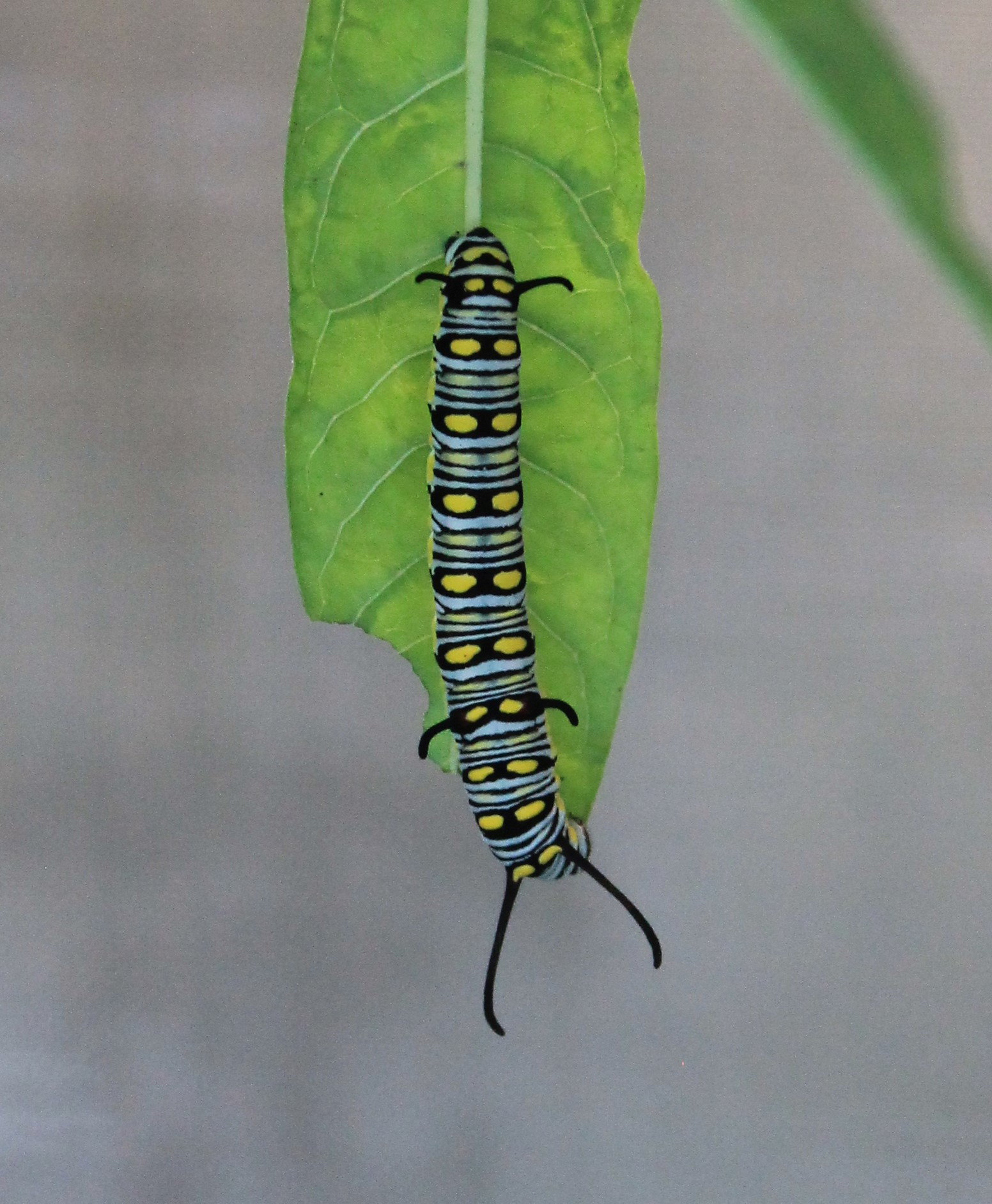Plain Tiger (Danaus chrysippus) caterpillar