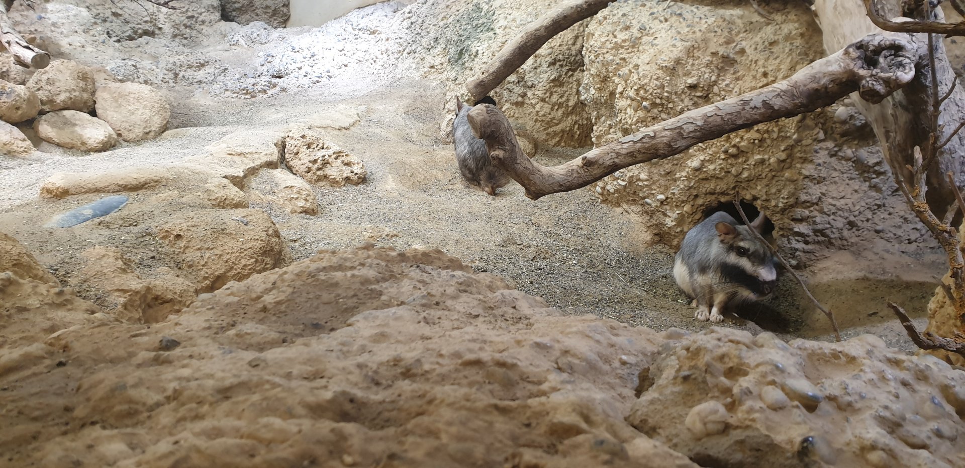 Plain Viscacha, Exotarium