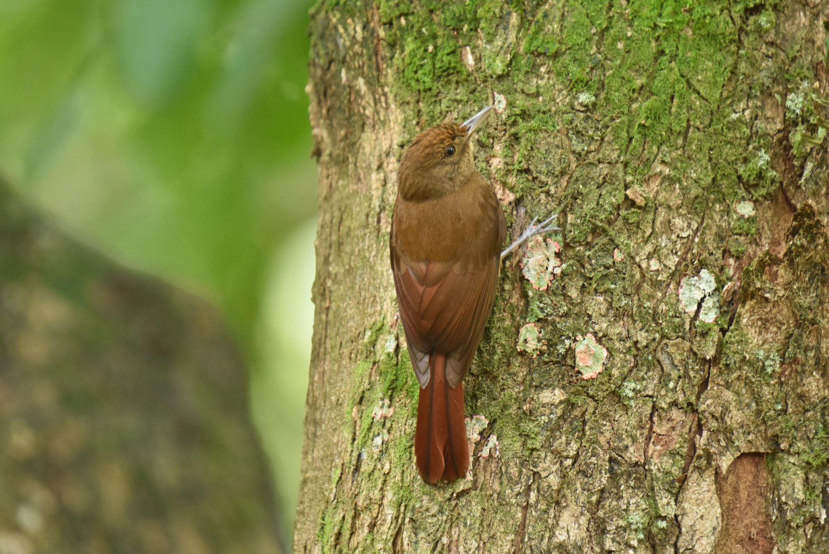Plain-winged Woodcreeper (Dendrocincla turdina)