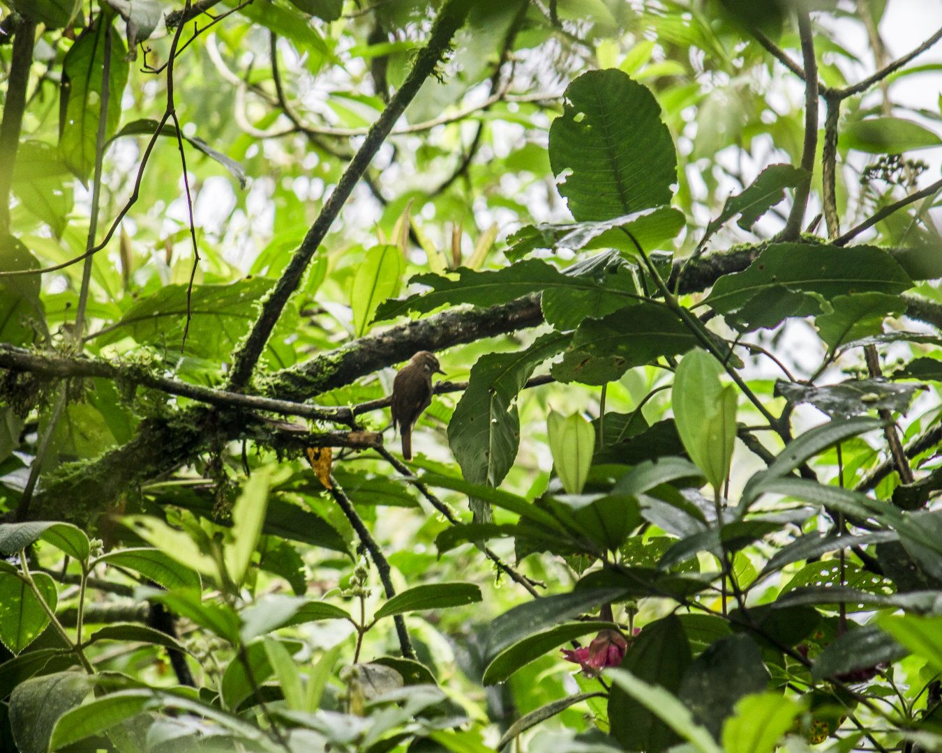 Plain xenops, Xenops minutus