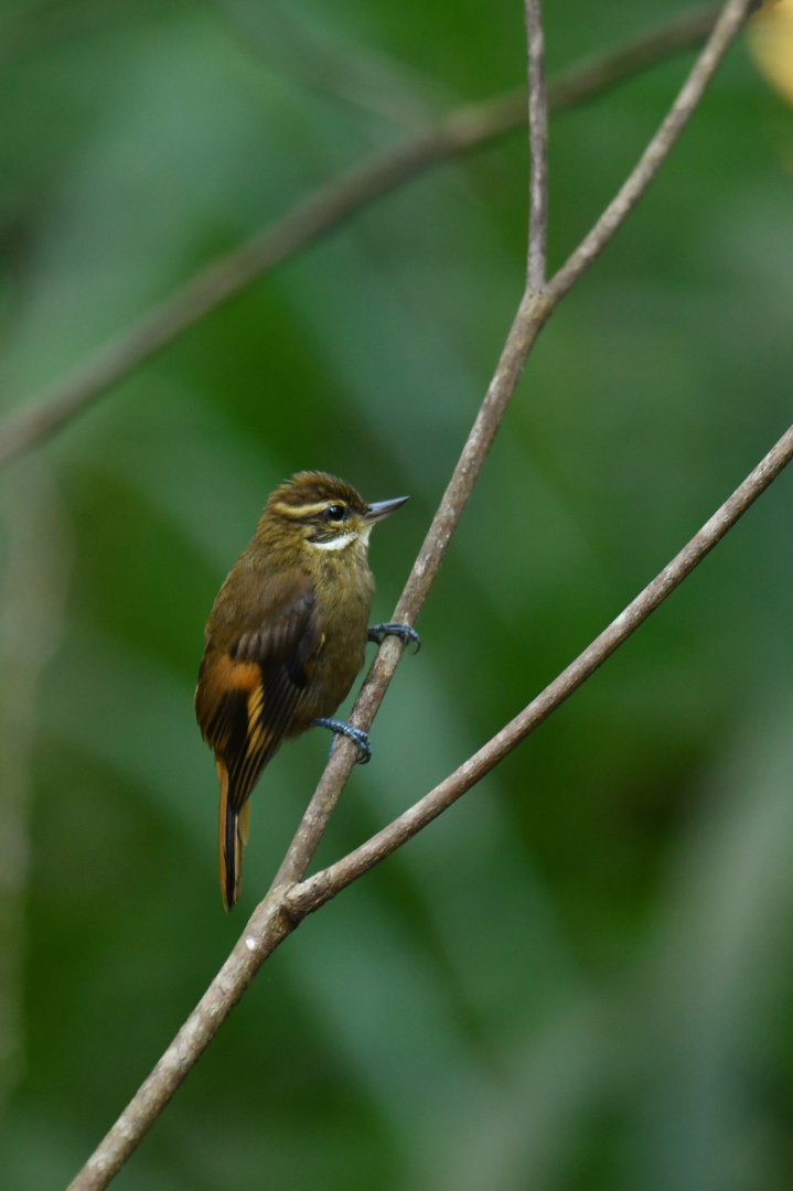 Plain Xenops Xenops minutus