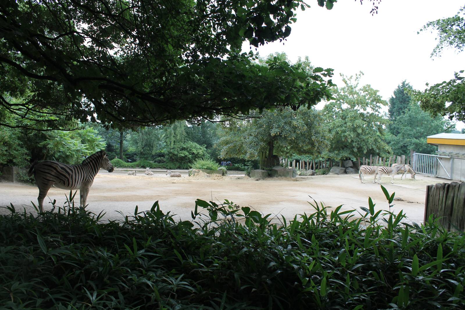 Plain zebra enclosure