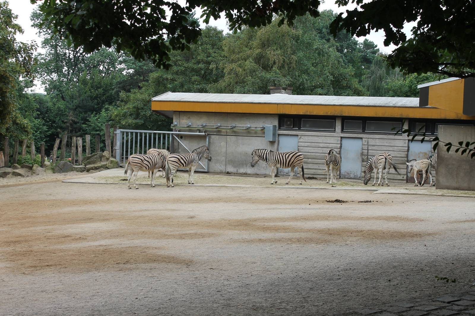 Plain zebra enclosure