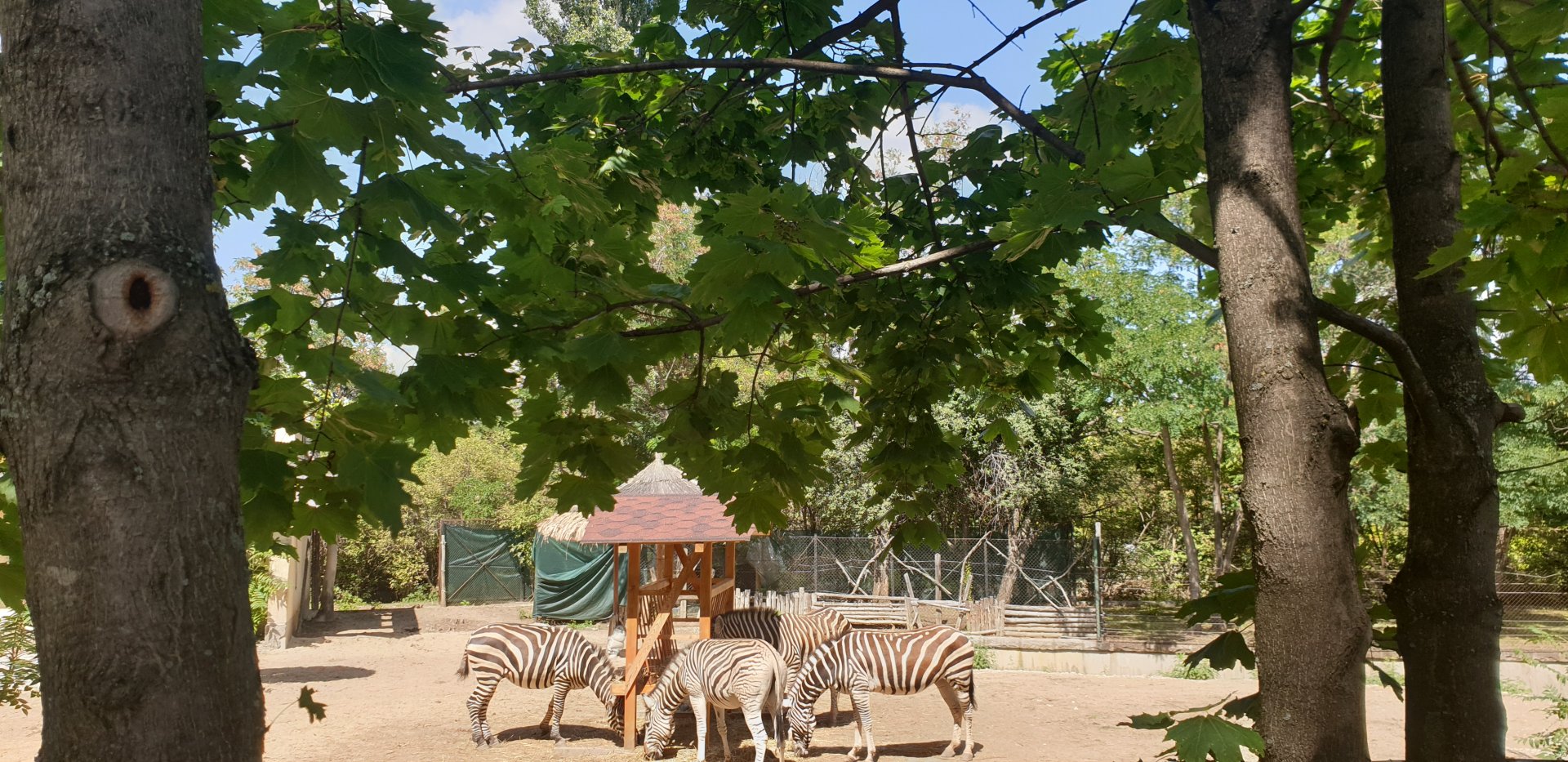 Plain Zebra (Equus quagga boehmi)