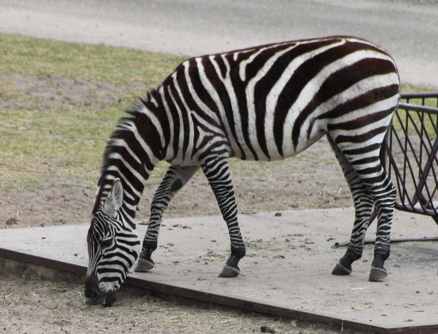Plain zebra